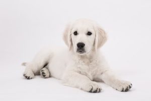 犬 dog